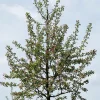 Evereste*Omnia Garden Sale