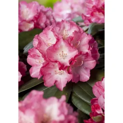 Fantastica 25-30 cm*Omnia Garden