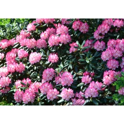 Fantastica 25-30 cm*Omnia Garden
