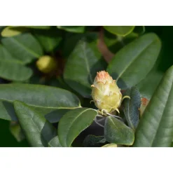 Fantastica 25-30 cm*Omnia Garden