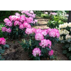 Fantastica 25-30 cm*Omnia Garden