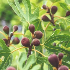 Ficus Carica Little Miss Figgy*Omnia Garden Hot