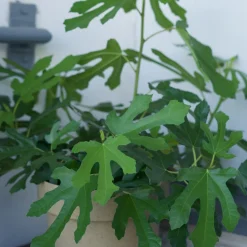 Ficus Carica Little Miss Figgy*Omnia Garden Hot
