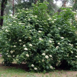 Fläder Bålsta 20-40cm*Omnia Garden Outlet