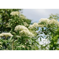 Fläder Bålsta 20-40cm*Omnia Garden Outlet