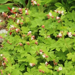 Flocknäva Geranium Macrorrhizum Spessart*Omnia Garden Clearance