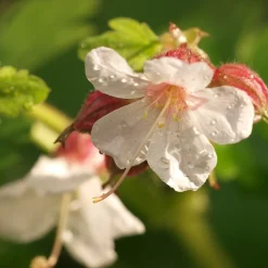 Flocknäva Geranium Macrorrhizum Spessart*Omnia Garden Clearance