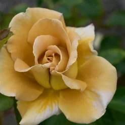 Floribundaros Honey Dijon Weksproulses*Omnia Garden Outlet