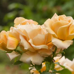 Floribundaros Honey Dijon Weksproulses*Omnia Garden Outlet