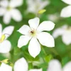 Forever Friends 40-60 cm*Omnia Garden Best