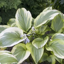 Fortunei Aureomarginata*Omnia Garden Sale