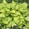 Fortunei Gold Standard*Omnia Garden Sale