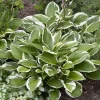 Fortunei Patriot*Omnia Garden