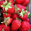 Fragaria Ananassa Korona*Omnia Garden Online