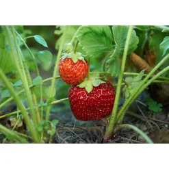 Fragaria Ananassa Malwina*Omnia Garden Hot
