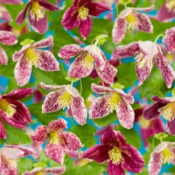 Freckles 40-60 cm*Omnia Garden Online
