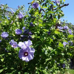Frilandshibiskus Marina 70-80cm*Omnia Garden New
