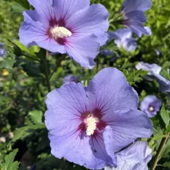 Frilandshibiskus Marina 70-80cm*Omnia Garden New