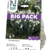 Galanthus Nivalis Vit Big Pack*Nelson Garden Clearance
