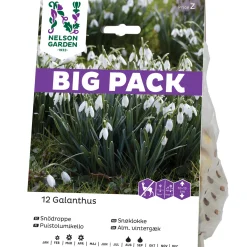 Galanthus Nivalis Vit Big Pack*Nelson Garden Clearance