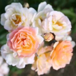 Ghislaine de Féligonde*Omnia Garden New