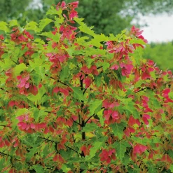 Ginnala 50-80 cm*Omnia Garden New