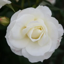 Gråsten*Omnia Garden