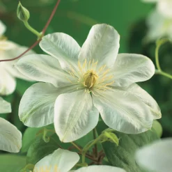 Guernsey Cream 40-60 cm*Omnia Garden Discount