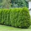 Häcktuja 15-40 cm*Omnia Garden Clearance