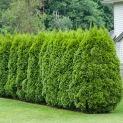 Häcktuja 15-40 cm*Omnia Garden Clearance
