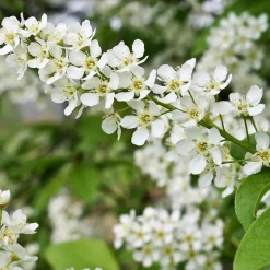 Hägg, Vit Blomning & Grönt Lövverk, 120-175 cm*Omnia Garden