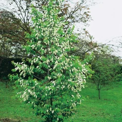 Hägg, Vit Blomning & Grönt Lövverk, 120-175 cm*Omnia Garden