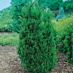 Hillii 30-40 cm*Omnia Garden Clearance