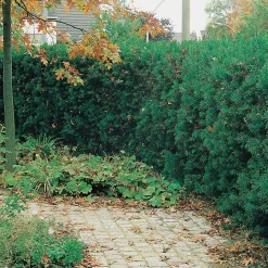 Hillii 30-40 cm*Omnia Garden Clearance