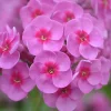 Höstflox Morfar Albert*Omnia Garden Hot