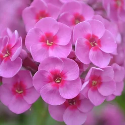 Höstflox Morfar Albert*Omnia Garden Hot