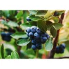 Hybrid Vaccinium Oskar*Omnia Garden Sale