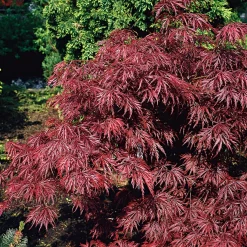 Japansk Blodfliklönn*Omnia Garden Sale