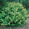 Japansk Järnek Convexa*Omnia Garden Discount