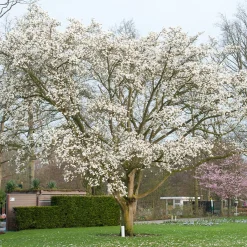 Japansk Magnolia Snövit Blomning Soligt Läge Barrot Grön Lövverk*Omnia Garden Hot