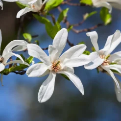 Japansk Magnolia Snövit Blomning Soligt Läge Barrot Grön Lövverk*Omnia Garden Hot