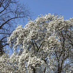 Japansk Magnolia Snövit Blomning Soligt Läge Barrot Grön Lövverk*Omnia Garden Hot