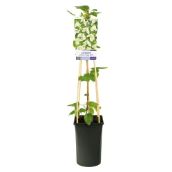 Jingle Bells 40-60 cm*Omnia Garden Sale