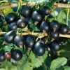 Josta 60-80 cm*Omnia Garden Hot