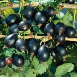 Josta 60-80 cm*Omnia Garden Hot
