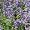Kantnepeta Purrsian Blue*Omnia Garden New