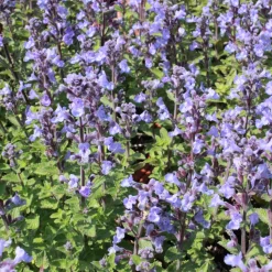 Kantnepeta Purrsian Blue*Omnia Garden New