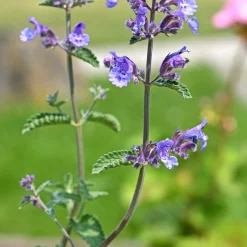 Kantnepeta Purrsian Blue*Omnia Garden New