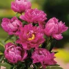 Karl Rosenfield*Omnia Garden Hot