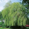 Kaskadpil 150-200 cm, Grönt Lövverk, Snabbväxande & Fuktigt Läge*Omnia Garden